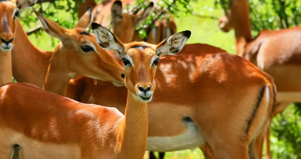 Wild antelope - a common sight on your Samburu National Park safari. Wild antelope - a common sight on your Samburu National Park safari.