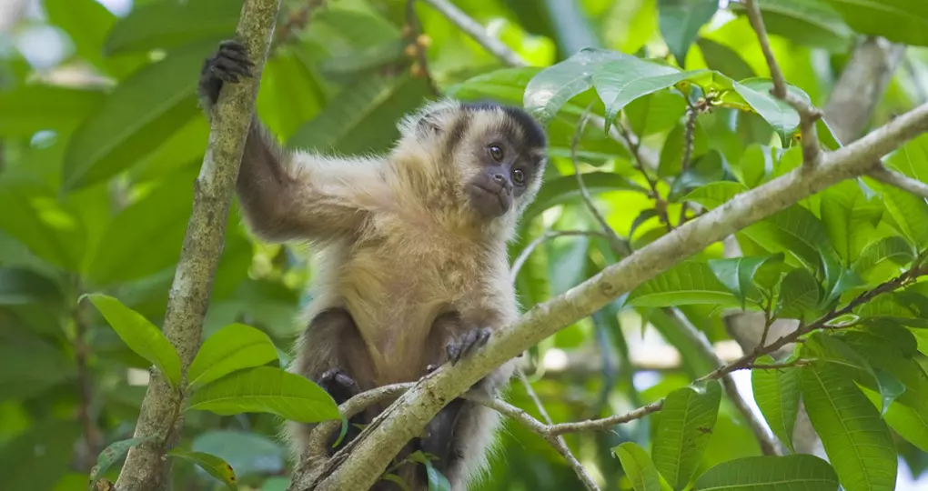 Capuchin monkey Capuchin monkey