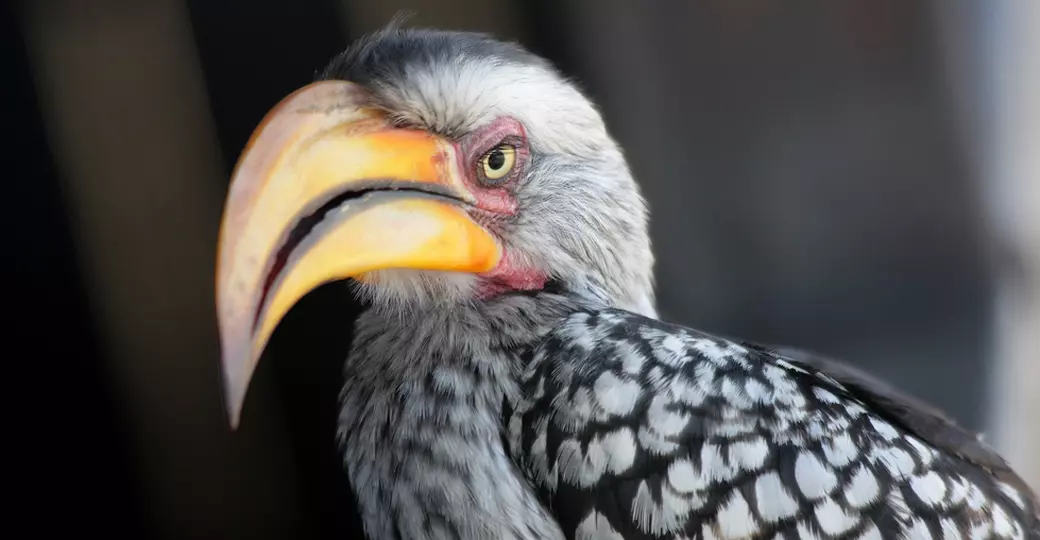 The Yellow-billed Hornbill is always a great photo subject on Zimbabwe vacations. The Yellow-billed Hornbill is always a great photo subject on Zimbabwe vacations.