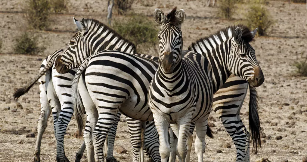 You will see lots of Zebras on your Chobe National Park safari. You will see lots of Zebras on your Chobe National Park safari.