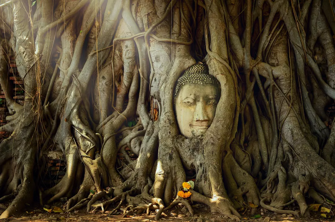 Sand stone buddha head in tree roots at Mahathat Temple, Ayutthaya, Thailand