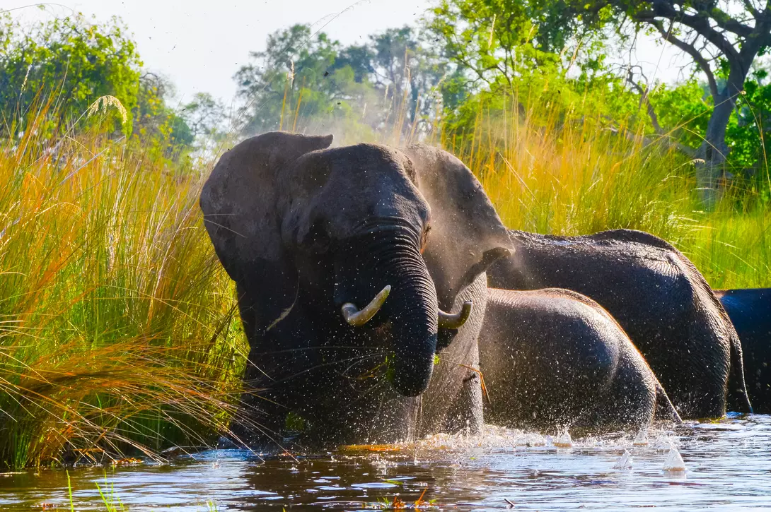 Elephants in Okavango Delta