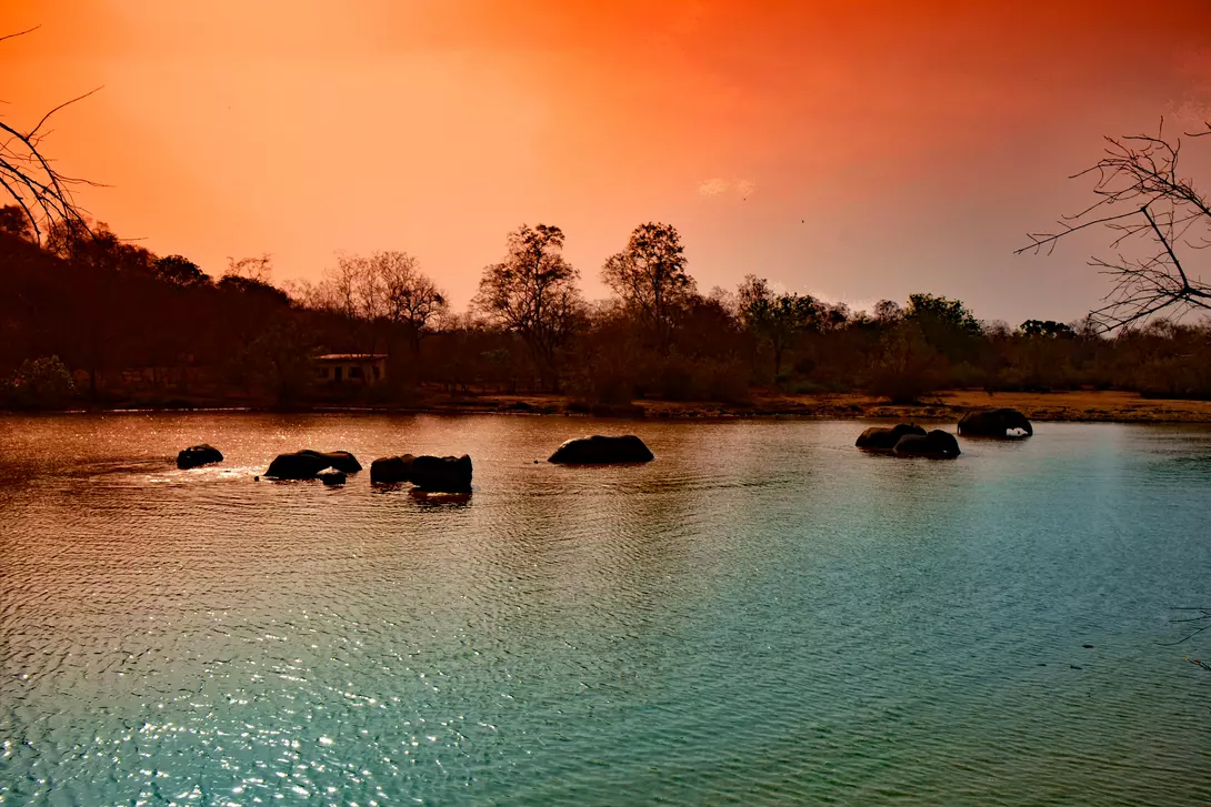 Elephants crossing river in Mole National Park