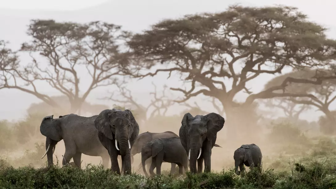 A family of African elephants