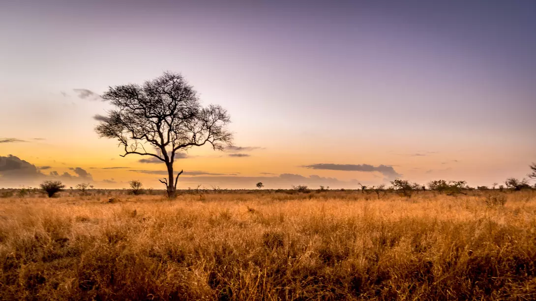 Sunrise over the savanna and grass fields