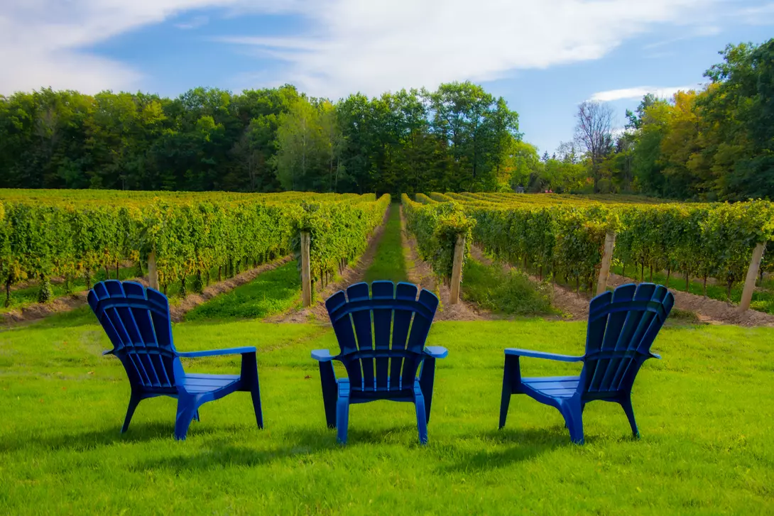 Blue adirondack chairs infront of a vineyard