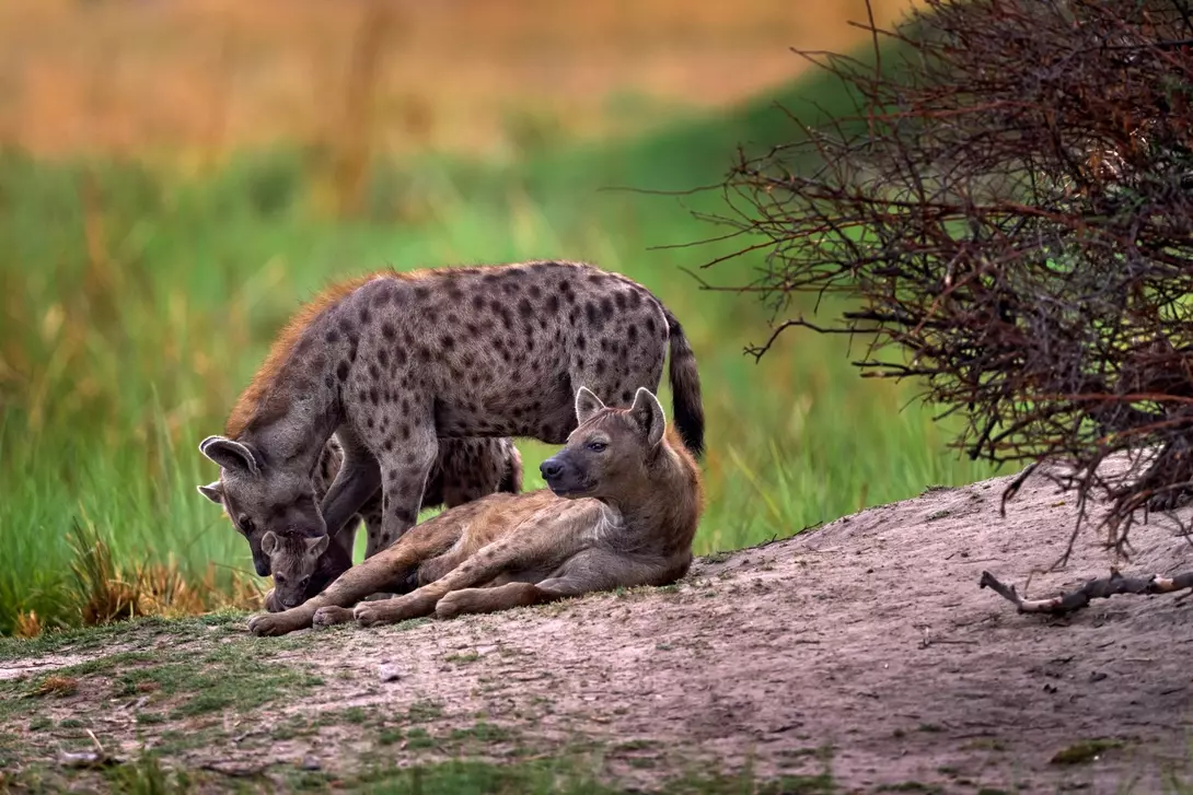 Animal babe nature, Okavango, Botswana. Young hyena pup, evening sunset light