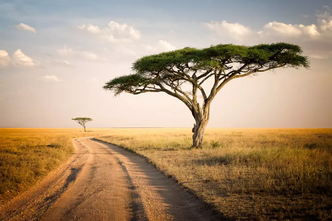 Acacia tree and the african landscape