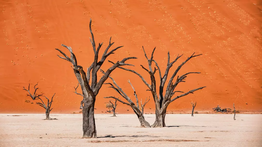 Namib Rand Nature Reserve Black Dead Camelthorn Trees in dry Desert Salt Basin Landscape in front of huge orange desert sand dune