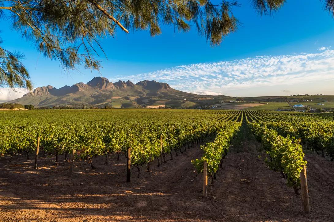 Cape Winelands