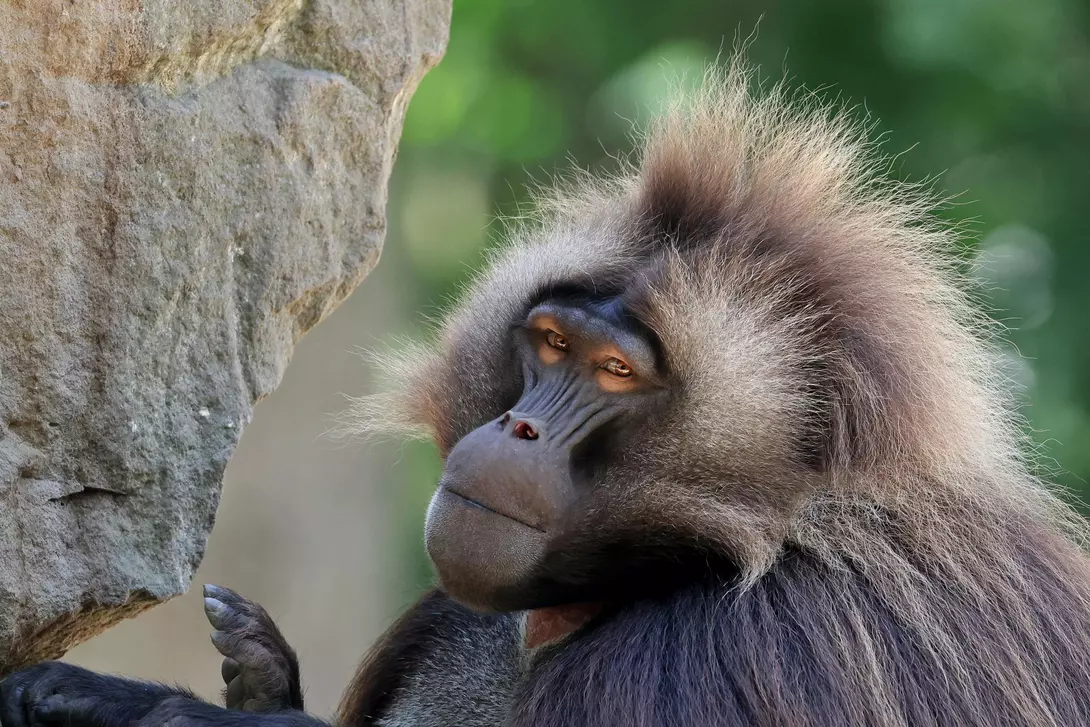 Closeup of a Gelada monkey in Ethiopia