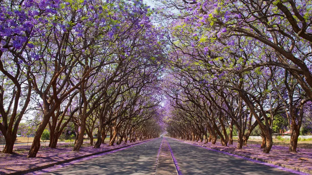 Jacaranda trees (Jacaranda mimosifolia), lining Milton Avenue