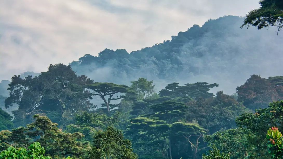 Lush green canopy surrounded by morning mist