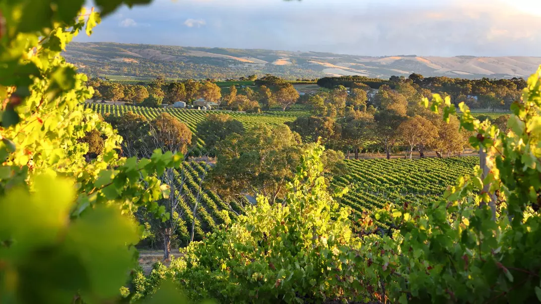 McLaren Vale in South Australia is a wine region beautiful vineyards
