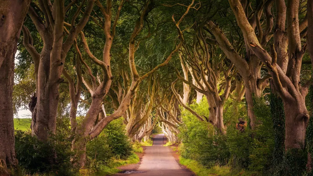 Road through the Dark Hedges tree tunnel at sunset in Ballymoney