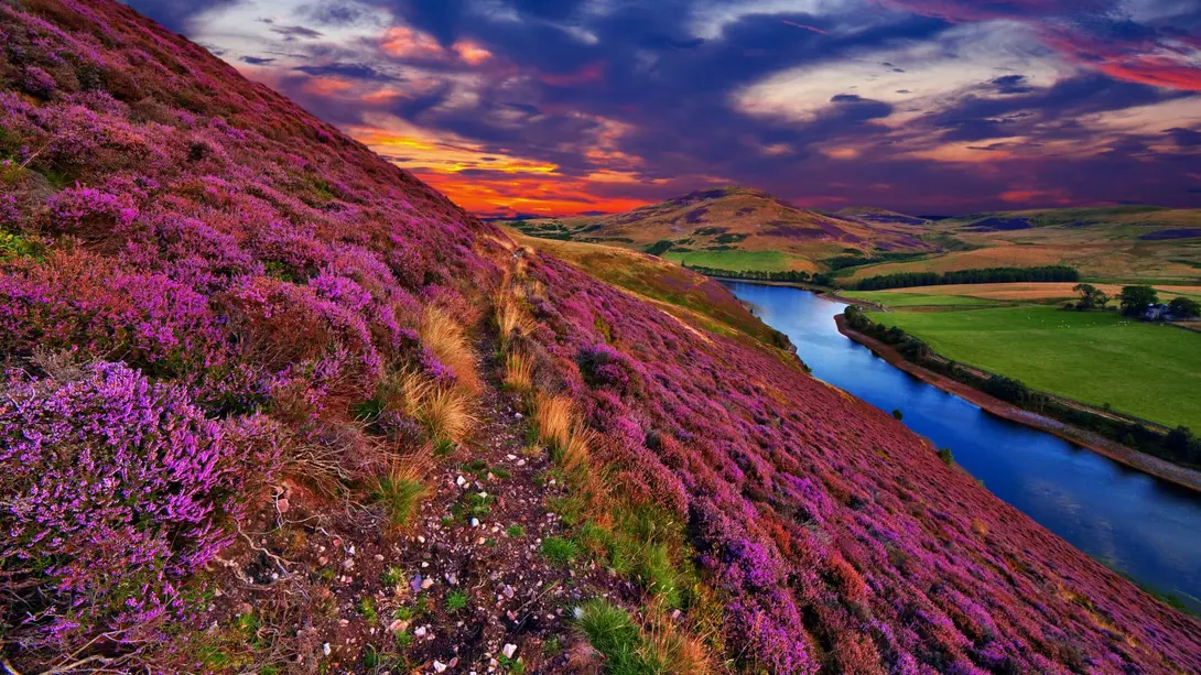 Vivid colorful landscape scenery with a footpath through the hill slope covered by violet heather flowers and green valley, river, mountains and cloudy blue sky on background