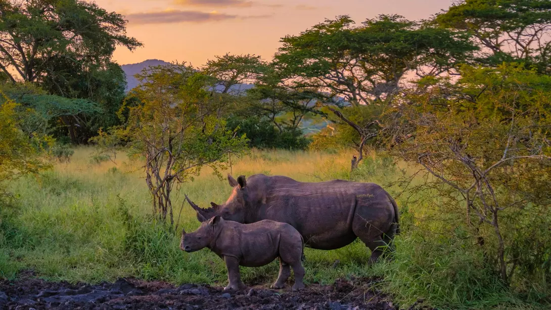 White Rhino in the bush of Family of the Blue Canyon Conservancy in South Africa near Kruger National Park