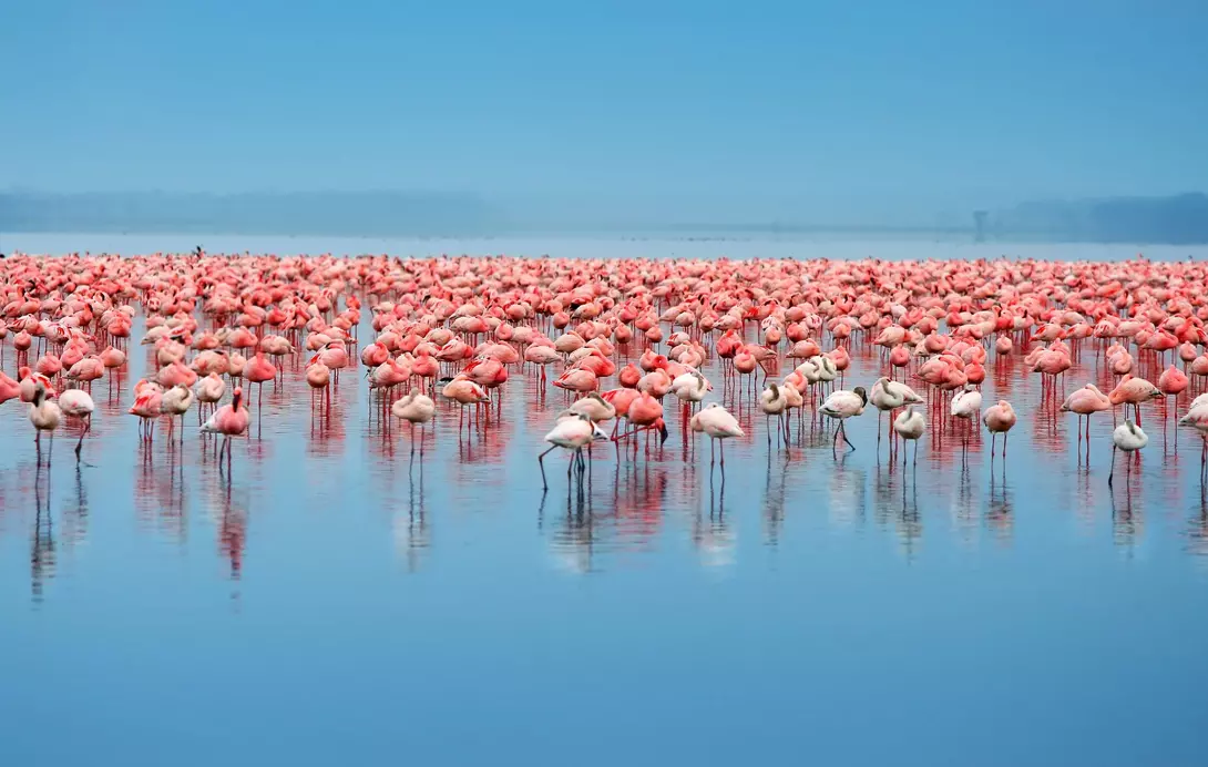 Flock of flamingos standing in the lake