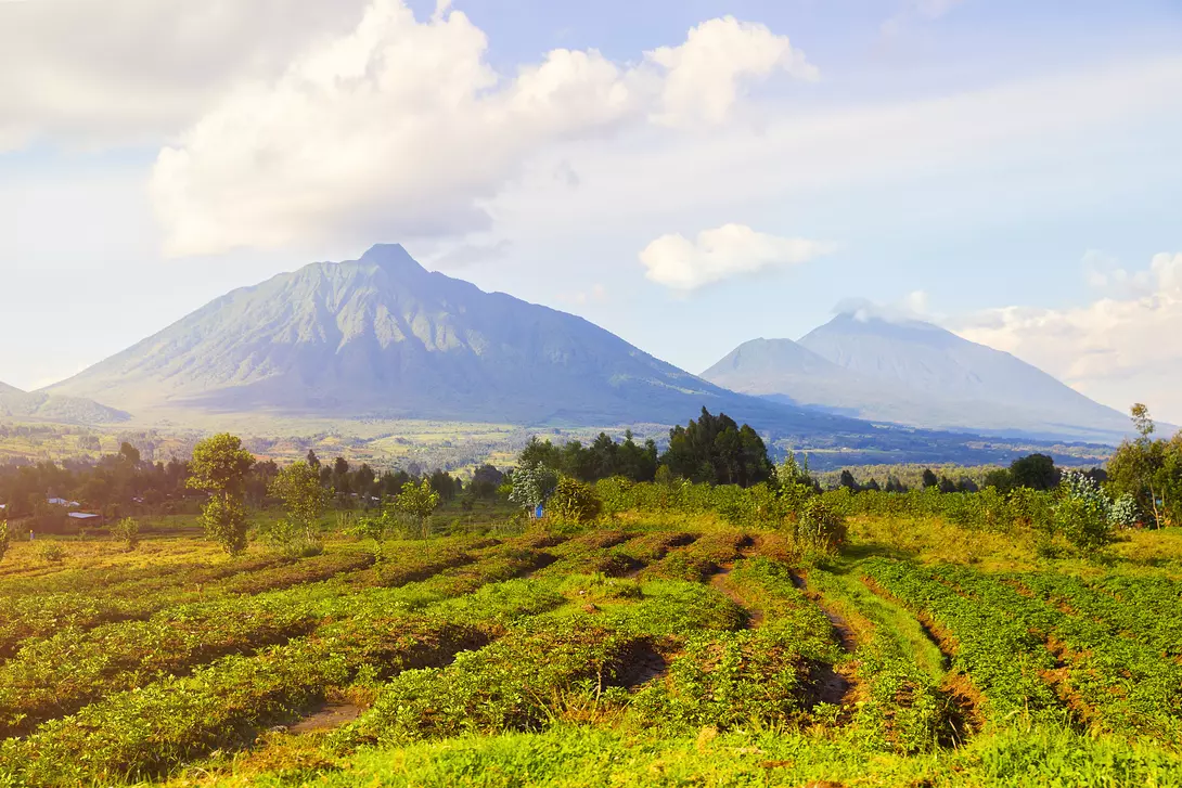 View of tea plantations and Virunga Mountains and Volcanoes