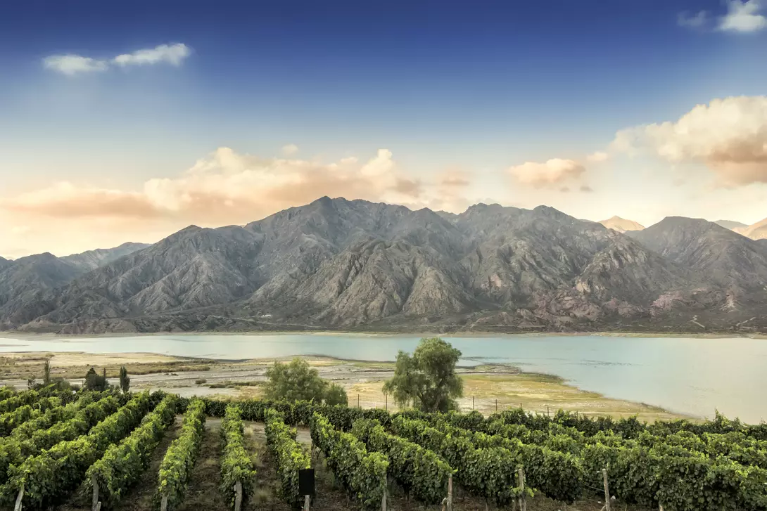 Malbec vineyard in the Andes mountain range, Mendoza province, Argentina