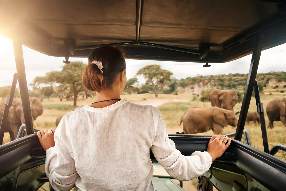 A woman sitting in a safari vehicle watching elephants in a grassy landscape under a sunset sky.