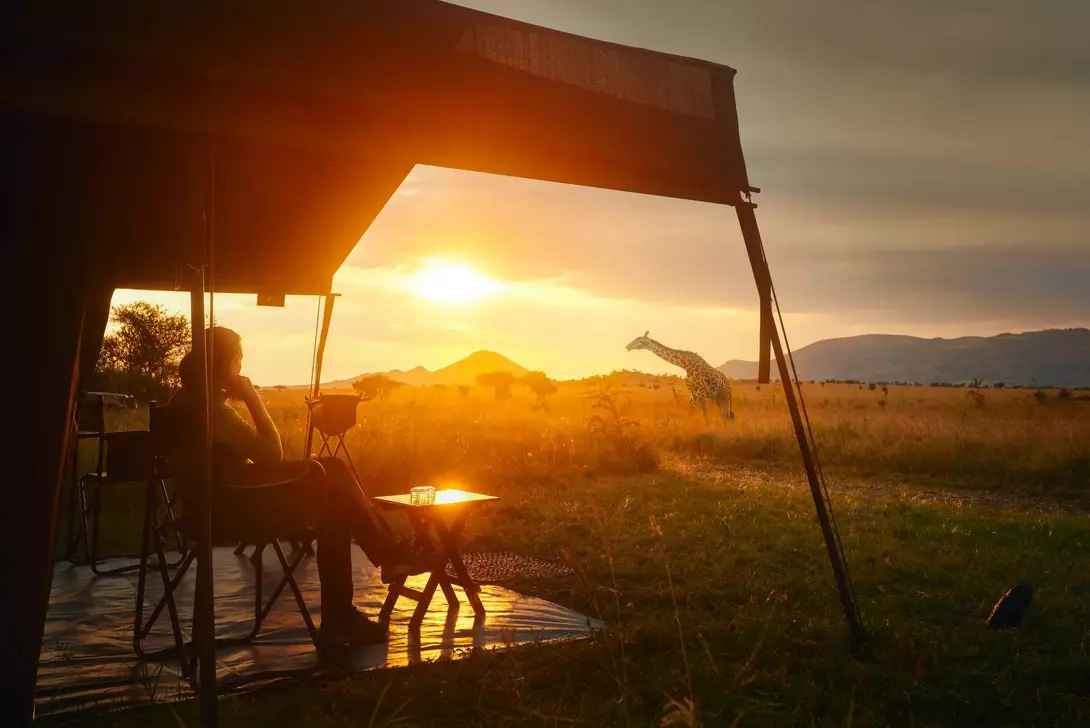 A person relaxes outside a tent at sunset, with a giraffe in the background amidst golden grasslands.