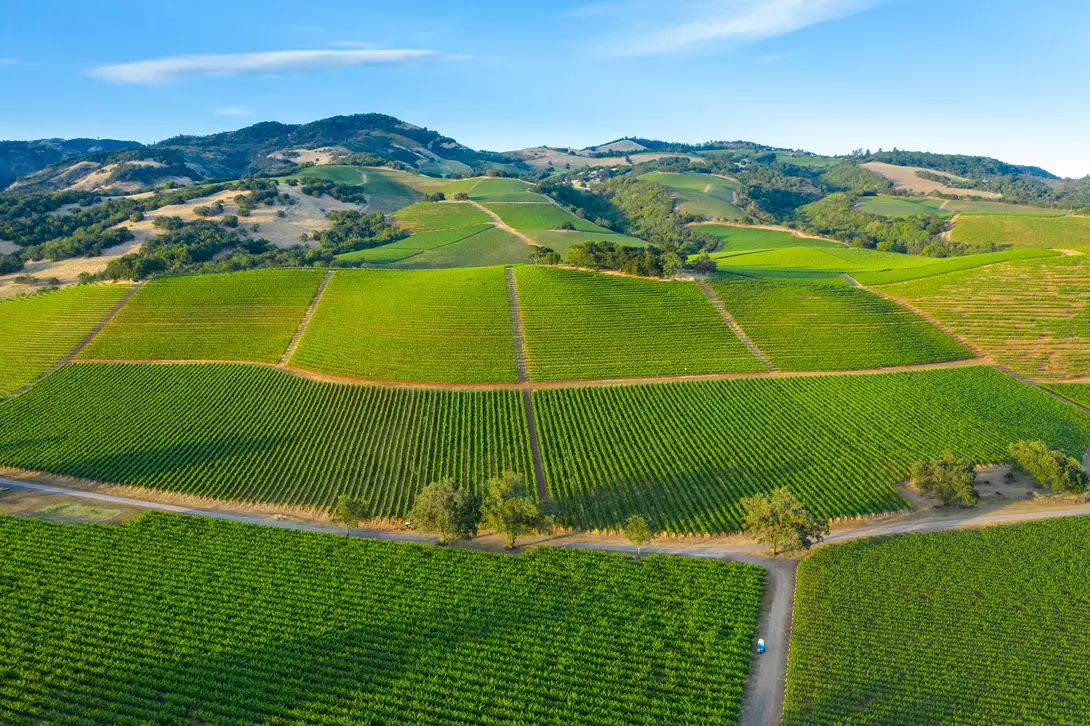 Aerial shot of lush green vineyards in Northern California wine country.
