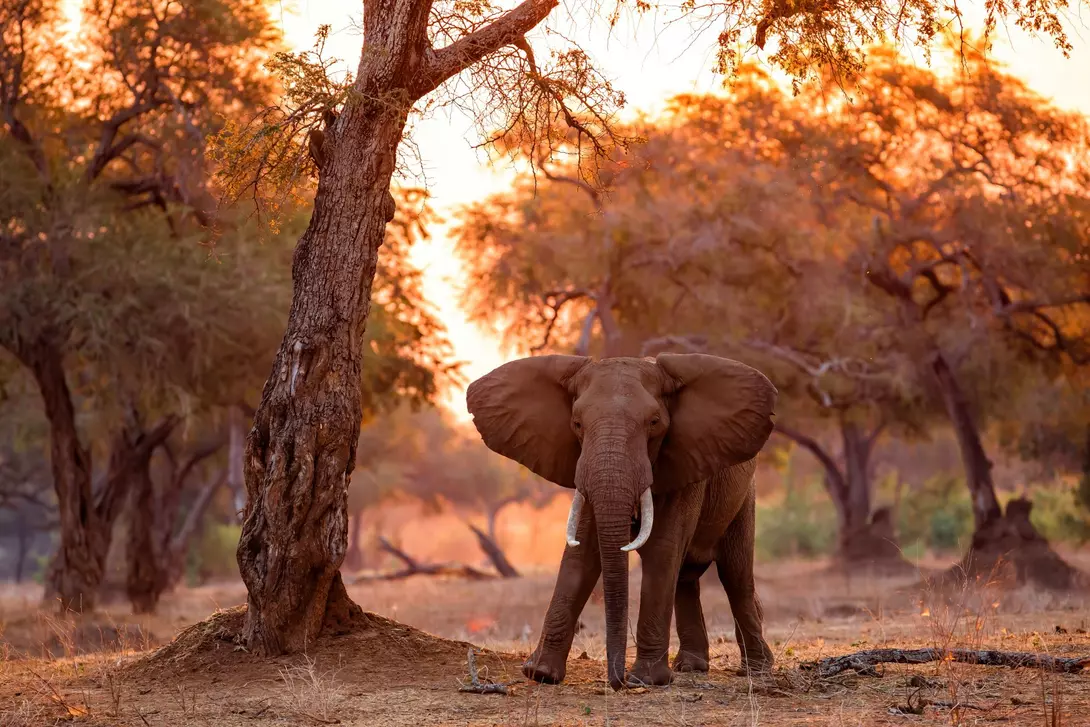 Elephant bull standing between big trees at sunset in the riverfront area