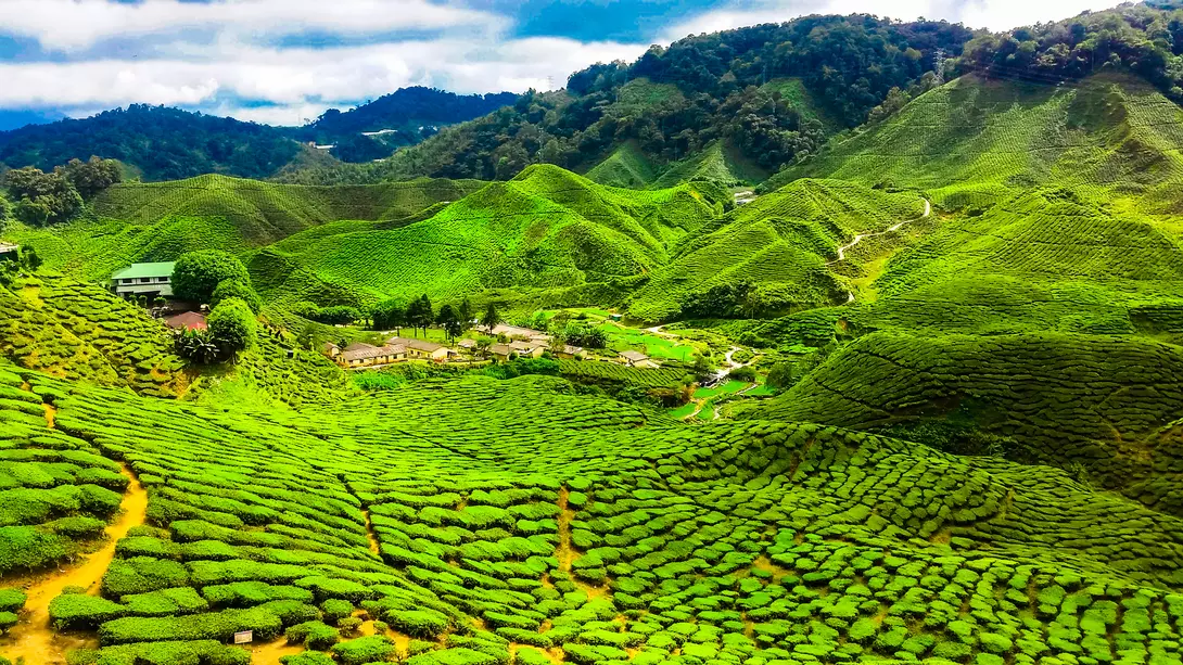 View over the bright green tea plantations and rolling hills