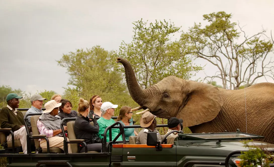 A group of safari tourists sits in a vehicle, observing a curious elephant nearby amidst lush greenery.