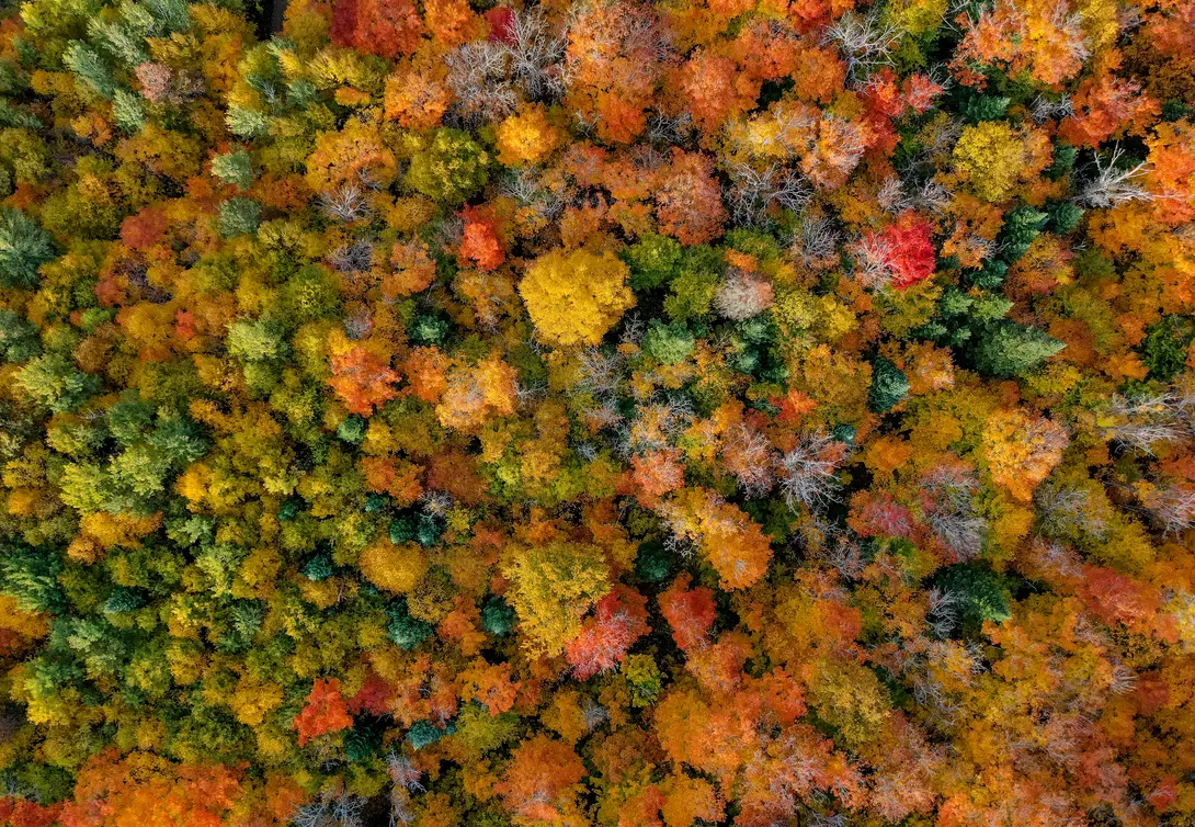 Aerial Picture of a forest in Autumn Season