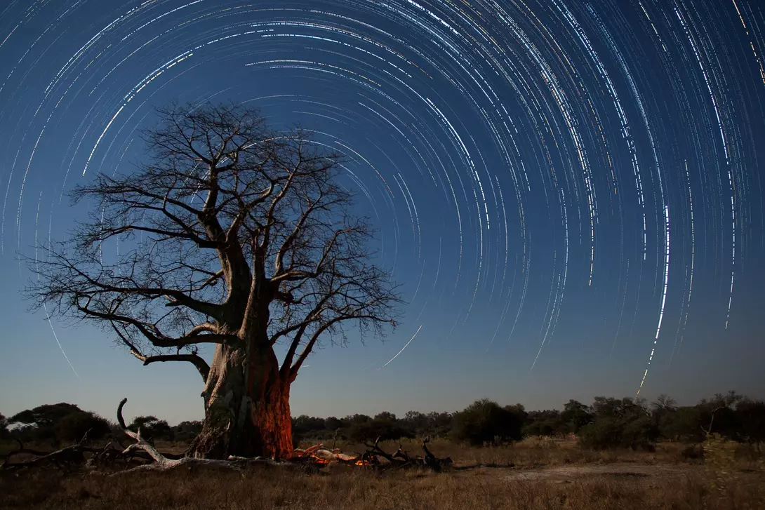 Namibia A baobab tree on the plaies of Africa