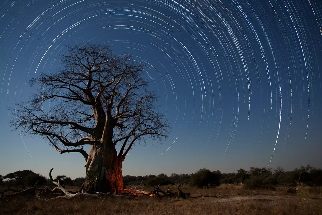 A baobab tree on the plaies of Africa