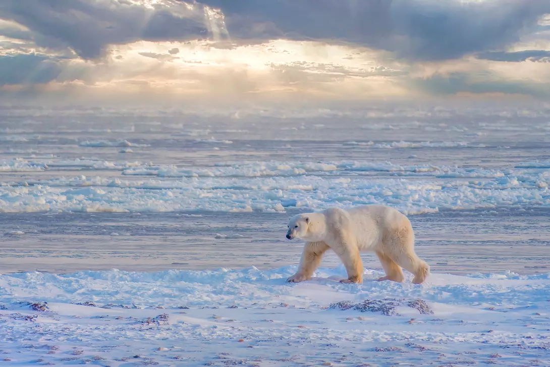 Hudson Bay, Manitoba Polar bear walking beside Hudson Bay near Churchill, Manitoba, Canada