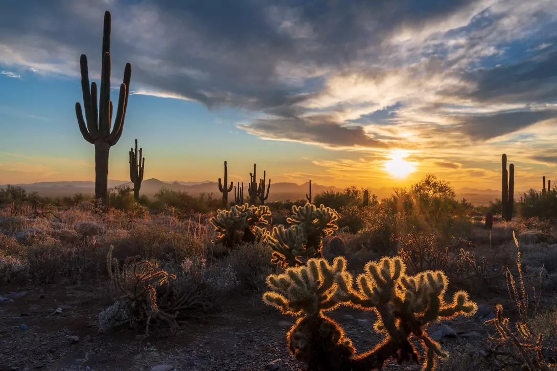 Holla cacti holding light during majestic sunset with saguaro cactus silhouettes and camelback mountain in distance shot