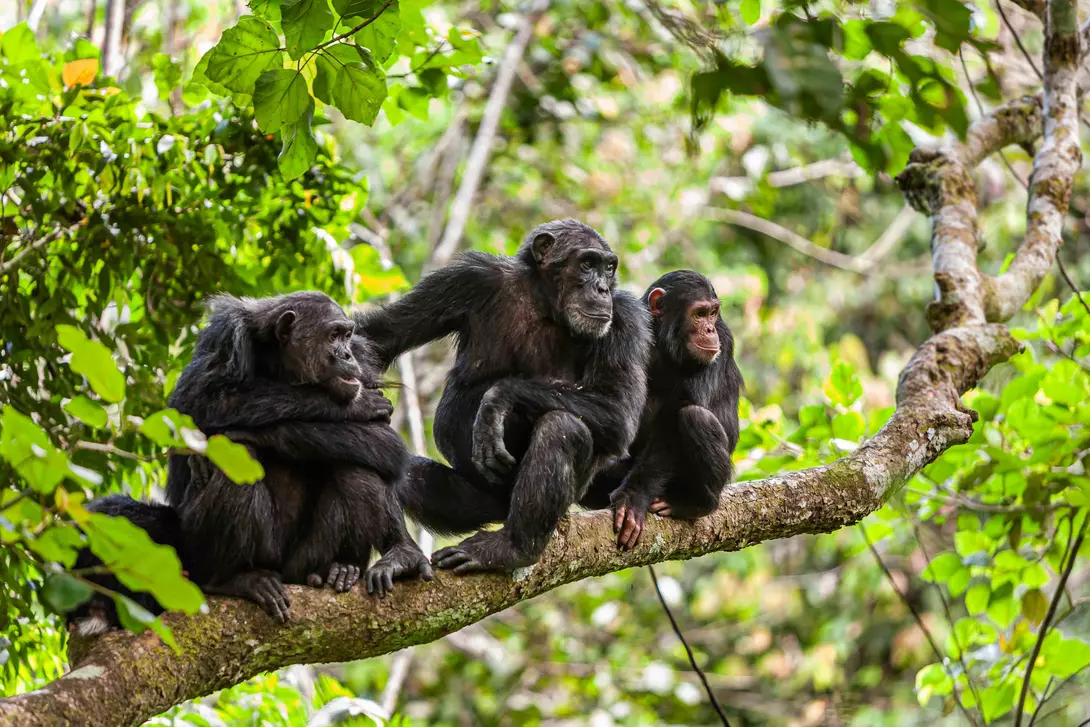 A family of chimps on a tree branch watching something of interest