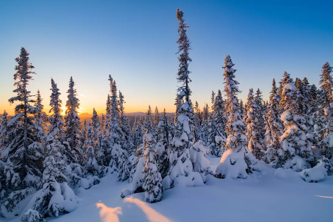 Sunset between snow covered fir trees somewhere in the laurentian mountains