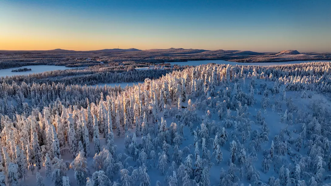 Aerial drone view above sunlit, snow covered trees on top of a hill, golden hour