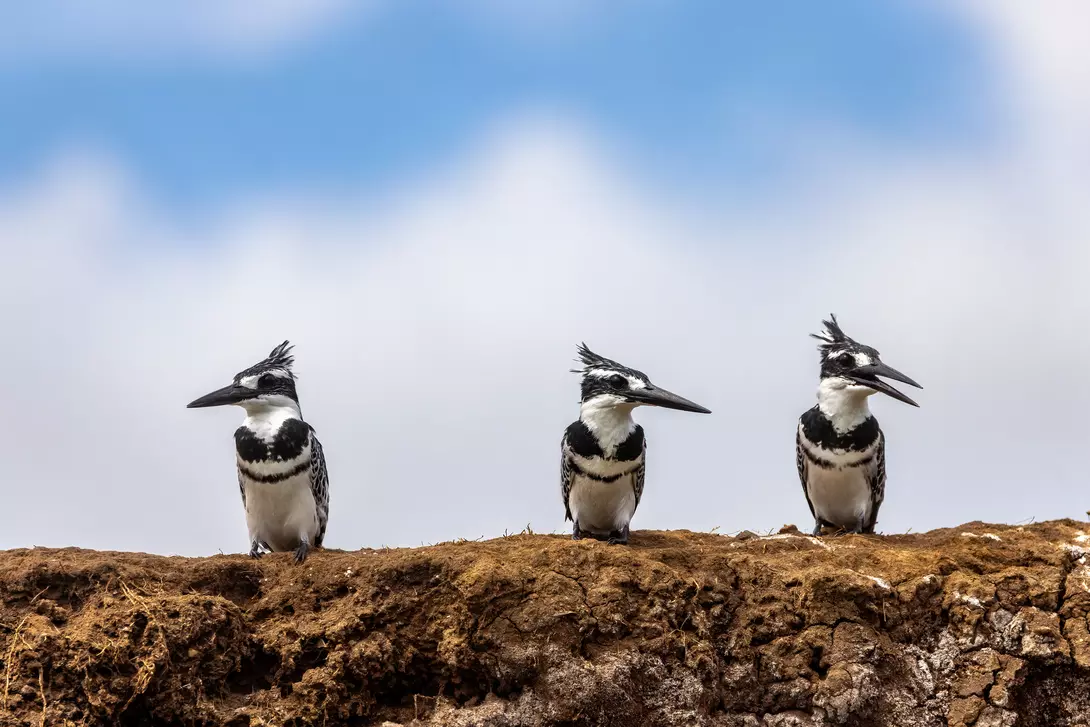 Three mature male African pied kingfishers ceryle rudis, perched on the banks of Lake Edward