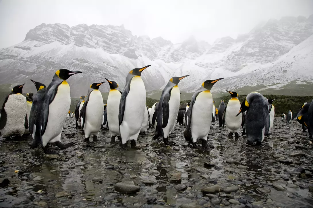 King Penguins at the beach, wide angle shot against the high snow mountains