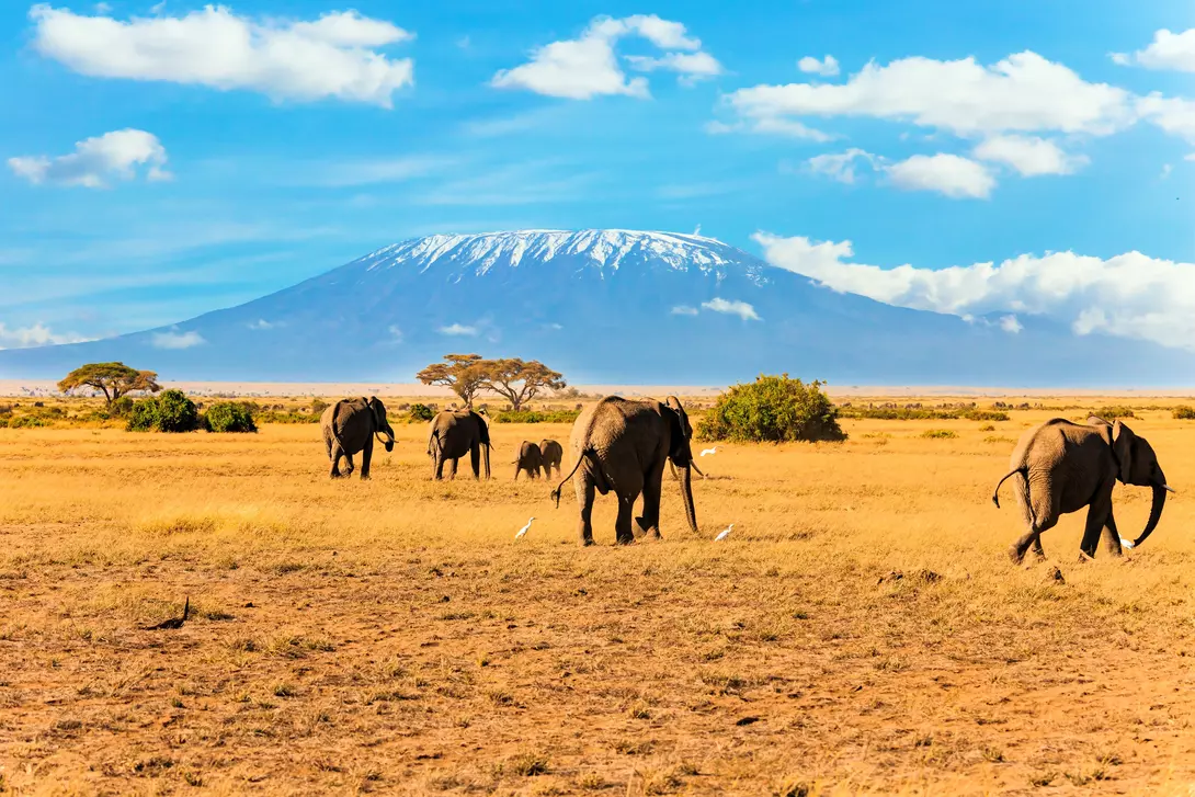Heard of elephants, Mount Kilimanjaro in the background.