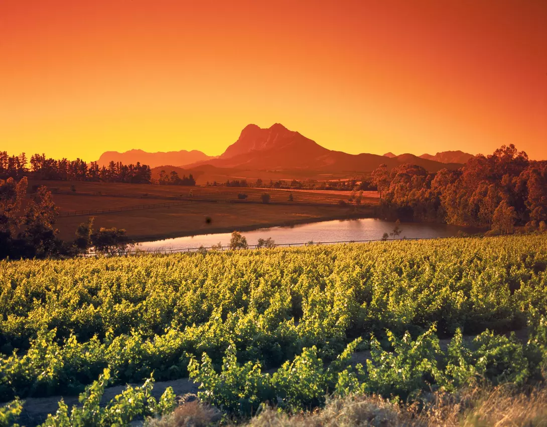 Wine & Vineyards in summer-time close to the town of Paarl