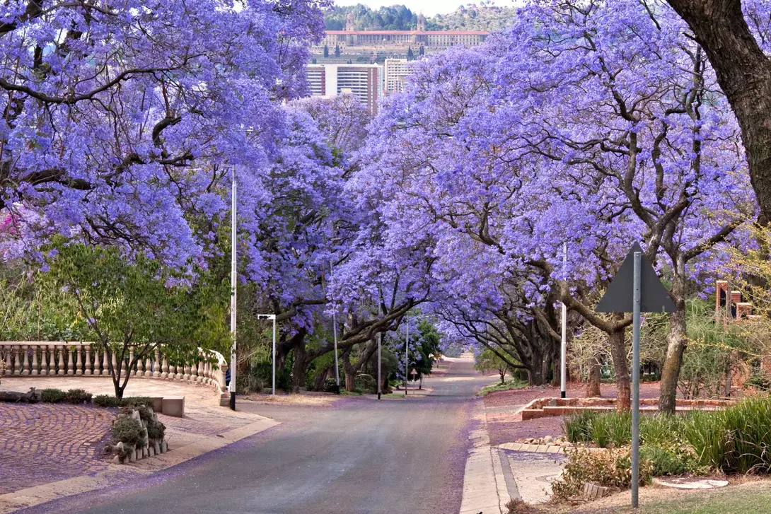 Jacaranda trees lining the street in Pretoria, South Africa, purple bloom in October, with government buildings in the distance