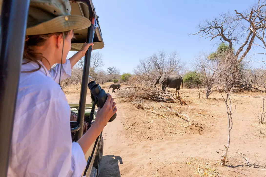 A person in a safari vehicle observes elephants in a dry landscape with sparse trees