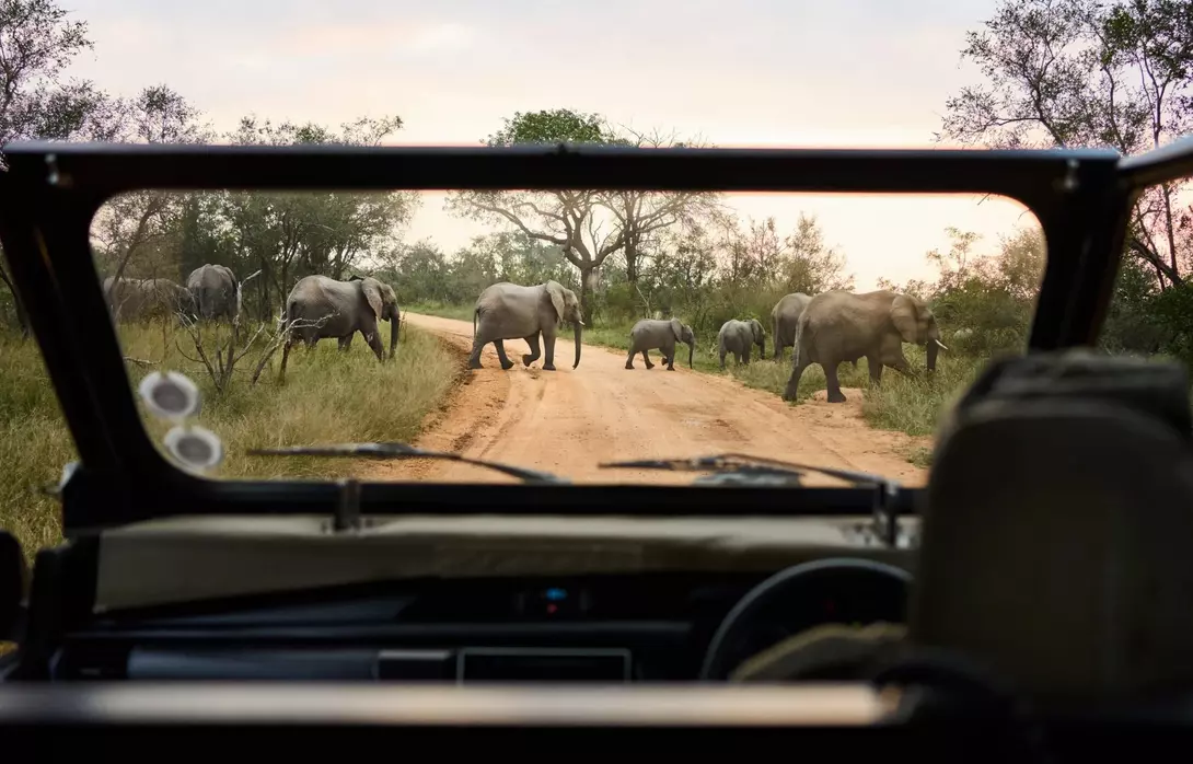 Elephants crossing the road from the perspective of a safari vehicle