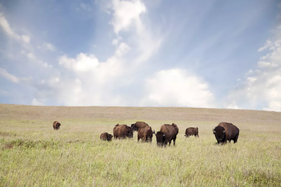A heard of buffalo on the great plains of Oklahoma.