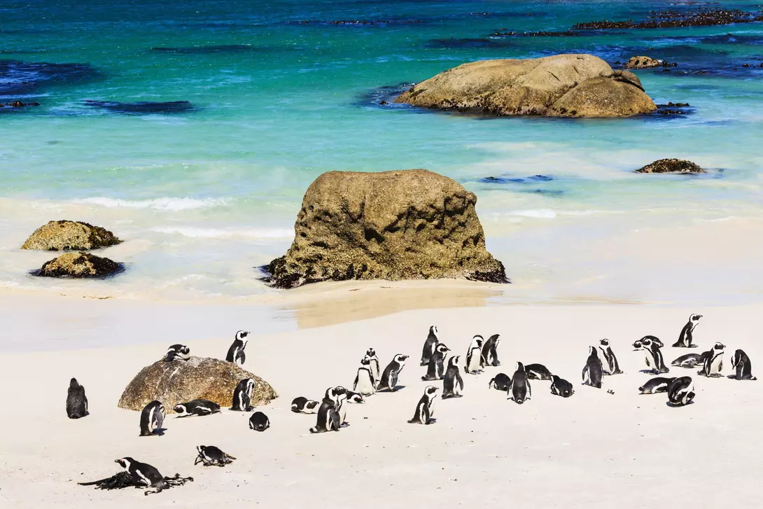 Black-footed Penguins at Boulders Beach Penguin Colony, Cape Town, South Africa