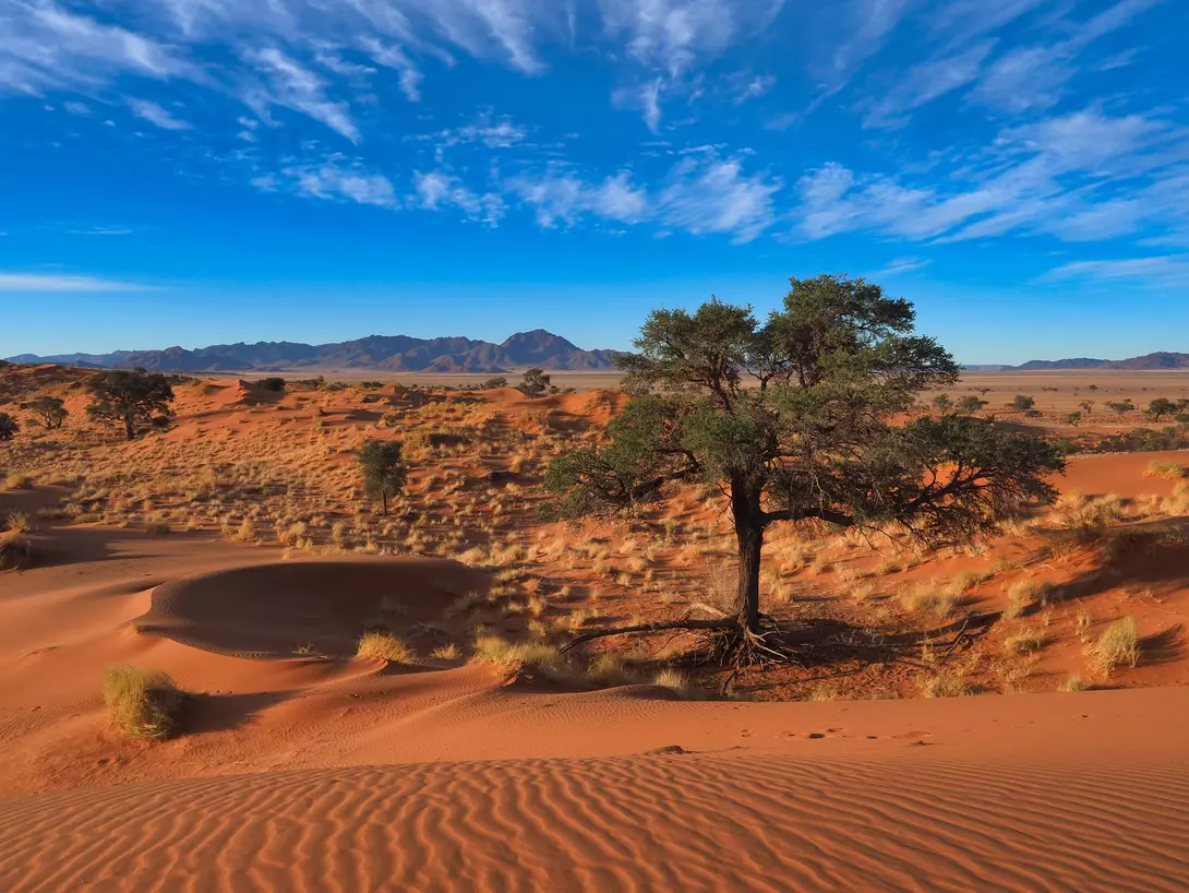 A solitary tree stands among sand dunes under a blue sky with scattered clouds, with mountains in the distance.