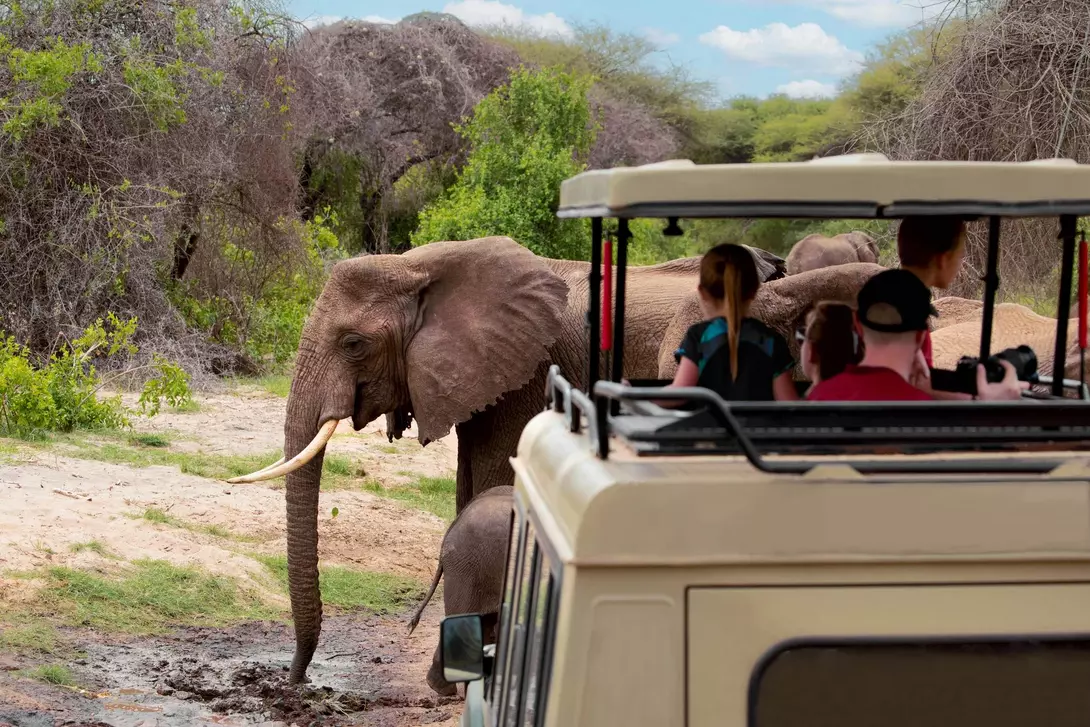 A group of people in a safari vehicle watches elephants in a natural setting. Bright sky and greenery surround them.