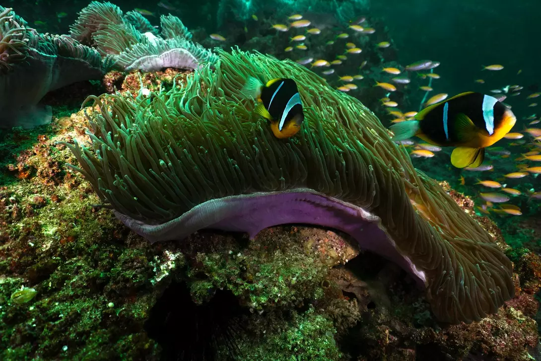 A vibrant coral reef with two clownfish swimming near a large sea anemone.